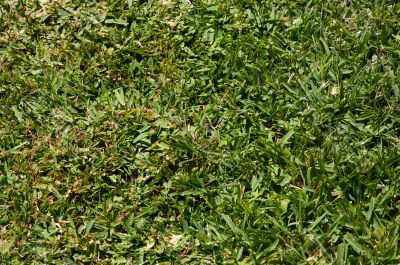 Grass texture