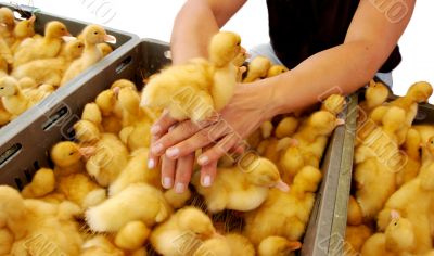 Duckling is on the woman hands