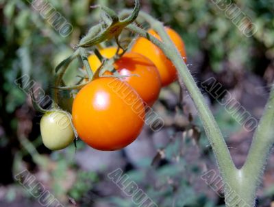 Ripen tomatos