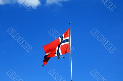 Norwegian flag and the bird