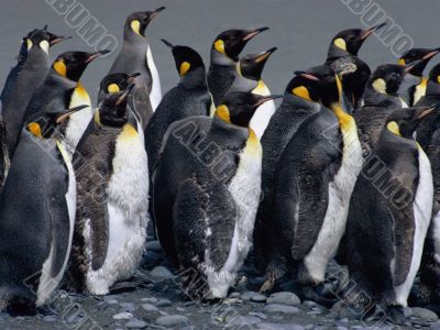 Emperor Penguins