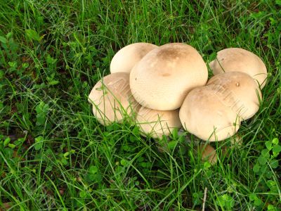 Wild Mushrooms