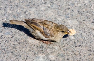 Sparrow with a piece of bread