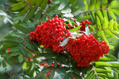 Branch of a mountain ash