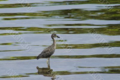 Bird in water