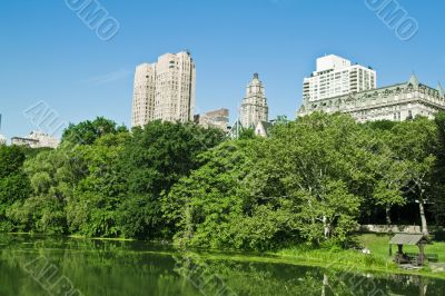 Skyscrapers  and trees