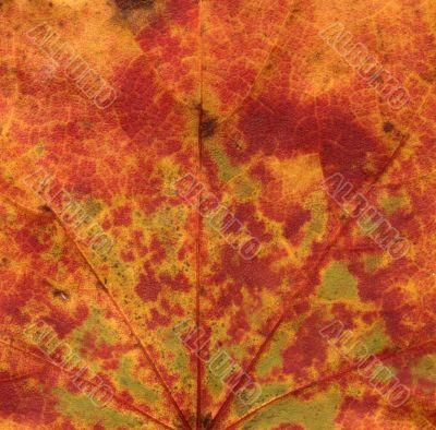 vivid autumnal colors