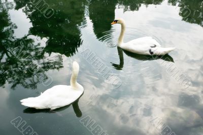 Two swan swim together in a pond