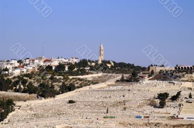 Olive mount in Jerusalem