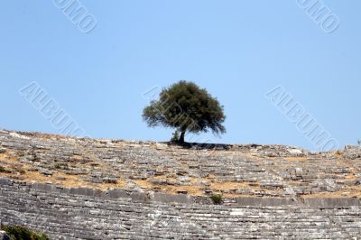 Olive tree