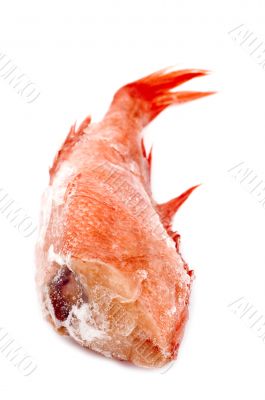 Red perch macro