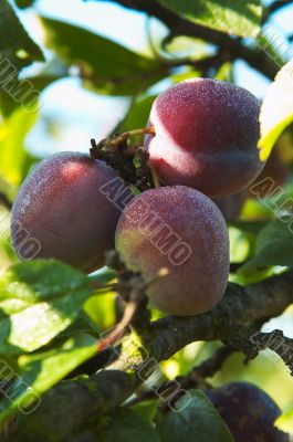 Dew on the plums.