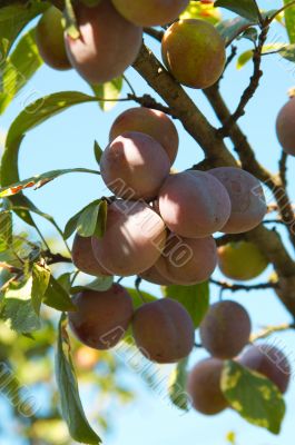Plums on the tree.
