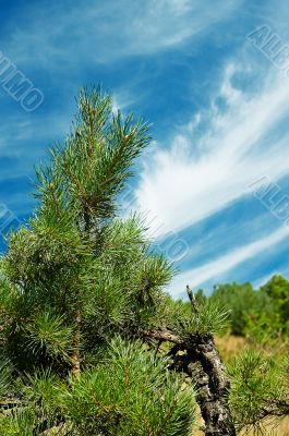 Pine-tree and blue sky.