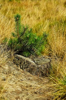 Stump and little pine-tree.
