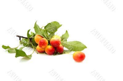 Bunch of plums.