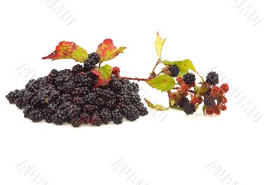 Pile of blackberries.