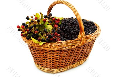 Basket of blackberries.