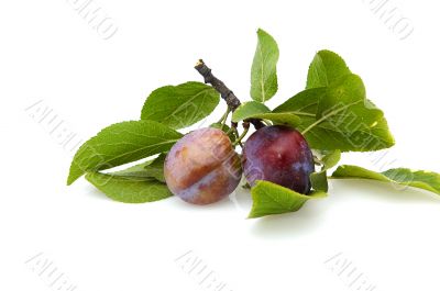Two fresh plums.