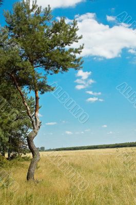 Pine-tree and field.