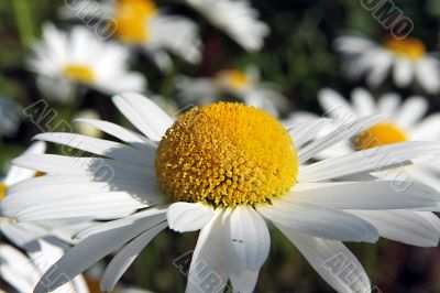 a camomile