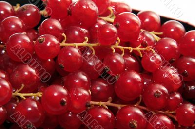 red currant