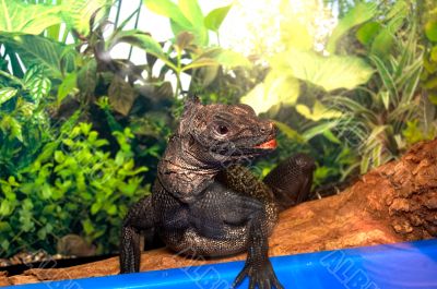 Lizard in a terrarium