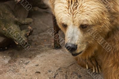 The Himalaya bear