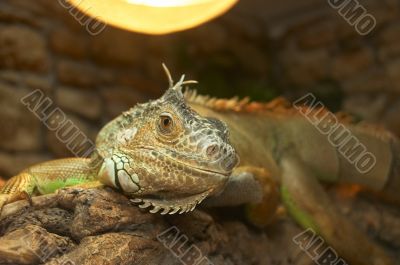 The big lizard in a terrarium