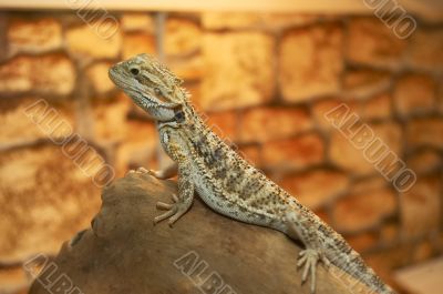 The lizard in a terrarium