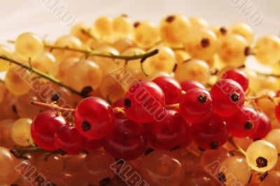 red and gold cuurant