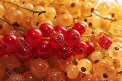 red and golden currant