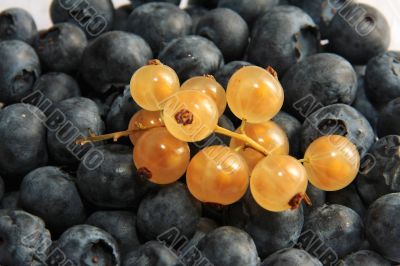 black and golden currant