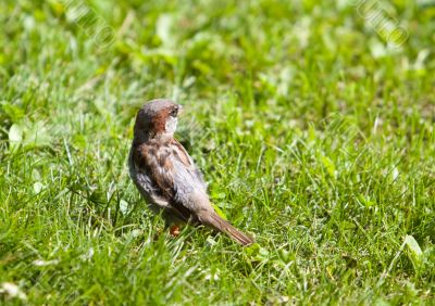 Sparrow in a green grass