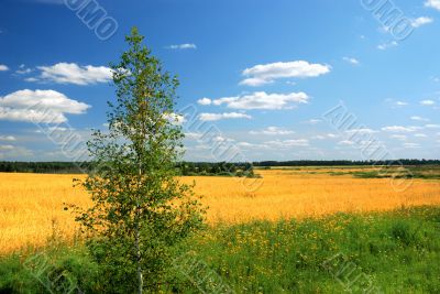 Meadow and tree