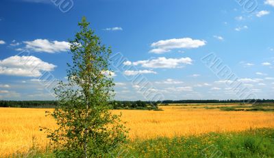 Meadow and tree