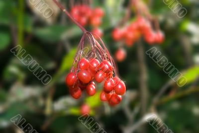 Crab Apples