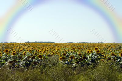 Sunflowers