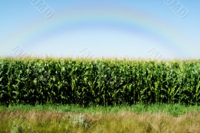 Corn Field