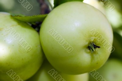 Large Crab Apples