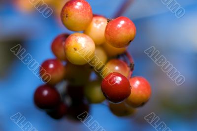Crab Apples