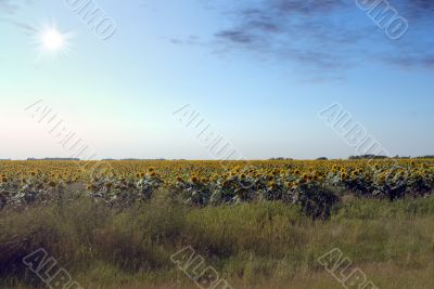 Sunflower Field