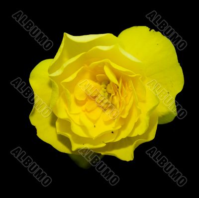 Yellow Flower