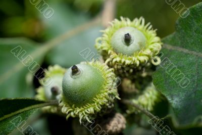 Acorns