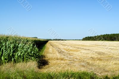 Cultivating Corn