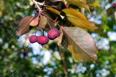 Crab Apple