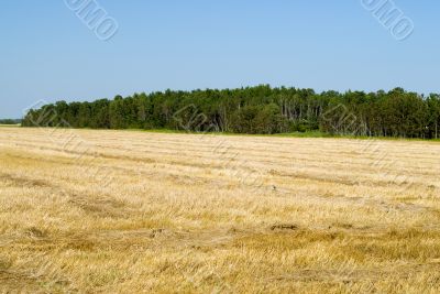 Harvested Field