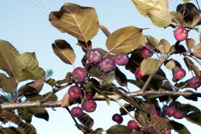Crabapples