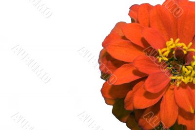 Red Flower