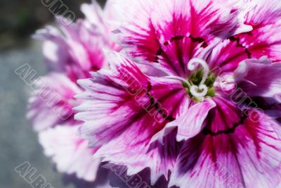 Pretty Flower